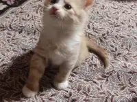 Отдам рыжего котенка-мальчика в дар, фотография 2