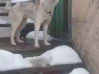 Продам хаски, фотография 2