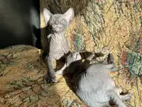 Котятки донского сфинкса, фотография 4