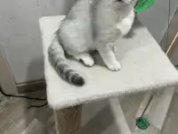 Шотландская девочка