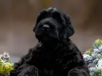 Щенки русский черный терьер