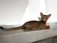 Абиссинский котёнок, фотография 4
