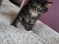 Котята ищут дом, фотография 4