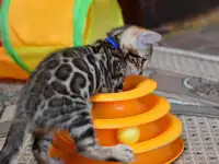 Элитные Бенгальские котята, фотография 5
