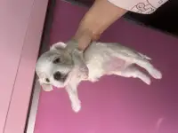 Мальтийская болонка мини, фотография 6
