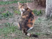 Котики очень срочно ищут дом, фотография 4