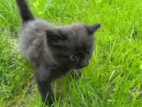 Котята в хорошие руки, фотография 3