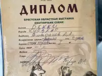 Щенки Курцхаара, фотография 10