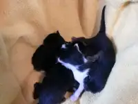 Котята в дар, фотография 3