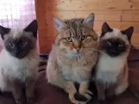 Котики очень срочно ищут дом, фотография 2