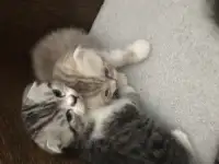 Продам котят