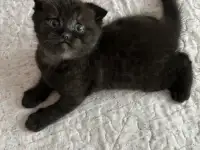 Шотландский котенок