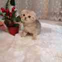Котята, фотография 5