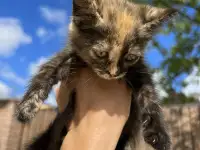 Котёнок (1 мес) в дар, фотография 2
