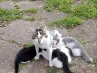 котёнок, фотография 3