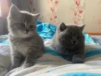Шотландские котята, фотография 5