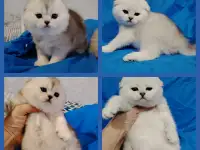 Шотландские котята. Шиншиллята., фотография 2