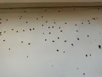 Уничтожение насекомых и грызунов по всей Беларуси, фотография 11