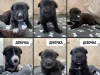Щенки в добрые руки