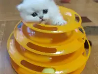 Продажа шотландского котенка, фотография 5