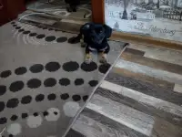 Продаются щенки русского той терьера