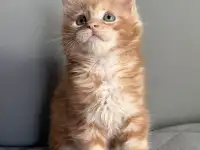 Мальчики Мейн кун, фотография 3