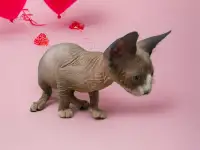 Котята канадского сфинкса, фотография 8