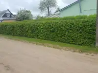 Живая изгородь, фотография 1