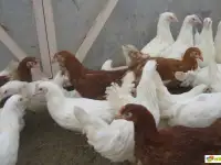 Продам курей, фотография 7