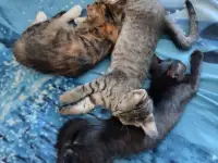 Отдам в хорошие руки котят или кошку, фотография 11