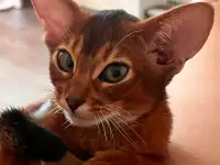 Абиссинские котята в Беларуси, фотография 9