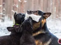 Щенки немецкой овчарки, фотография 2