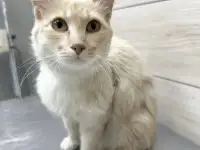 Мозырь. Котик Беня ищет ответственных и заботливых хозяев!