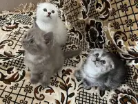 Продаются котята, фотография 4