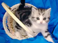 Шотландская кошечка котенок., фотография 3