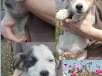 Отдам в добрые руки