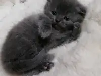 Котята вислоухие шотландские, фотография 5