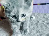 Котята Скоттиш-Страйт, фотография 5