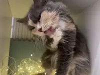 Трёхцветная кошечка Луна в добрые ручки!, фотография 8