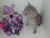 Шотландские котята, фотография 4