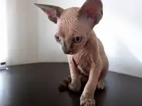 Котята канадского сфинкса, фотография 8