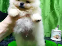 Померанский шпиц ,мини мальчик.