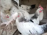 Куры несушки молодушки, фотография 3