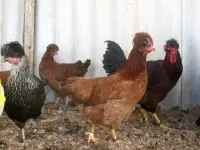 Куры несушки доставка по району, фотография 2