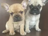 Щенки французского бульдога, фотография 4