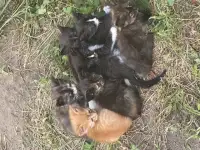 Котята ищут дом
