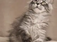 Мейн-кун котята, фотография 4