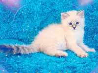 невские маскарадные котята-резерв, фотография 6