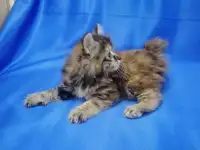 Курильский бобтейл, фотография 6
