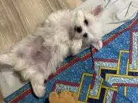 3 щенка мальтийской балонки ищут себе дом., фотография 4